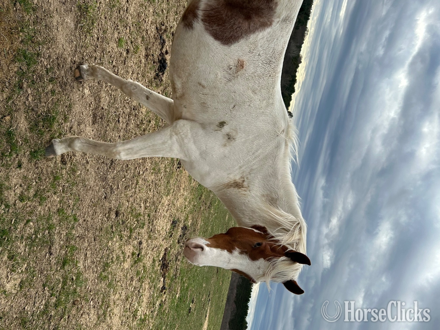 Michigan "Cowboy" Tabiano Gelding Paint