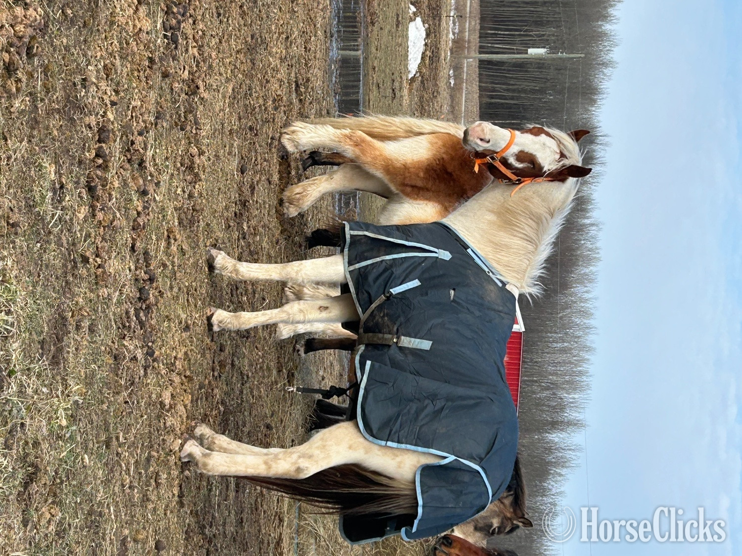 "Cowboy" Tabiano Gelding Paint - Paint in Michigan