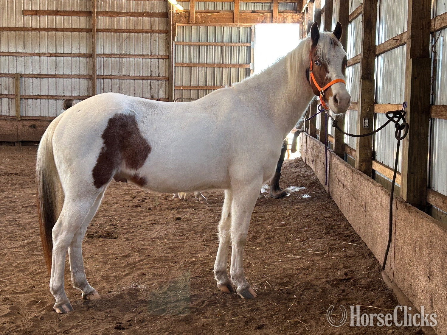 "Cowboy" Tabiano Gelding Paint Michigan