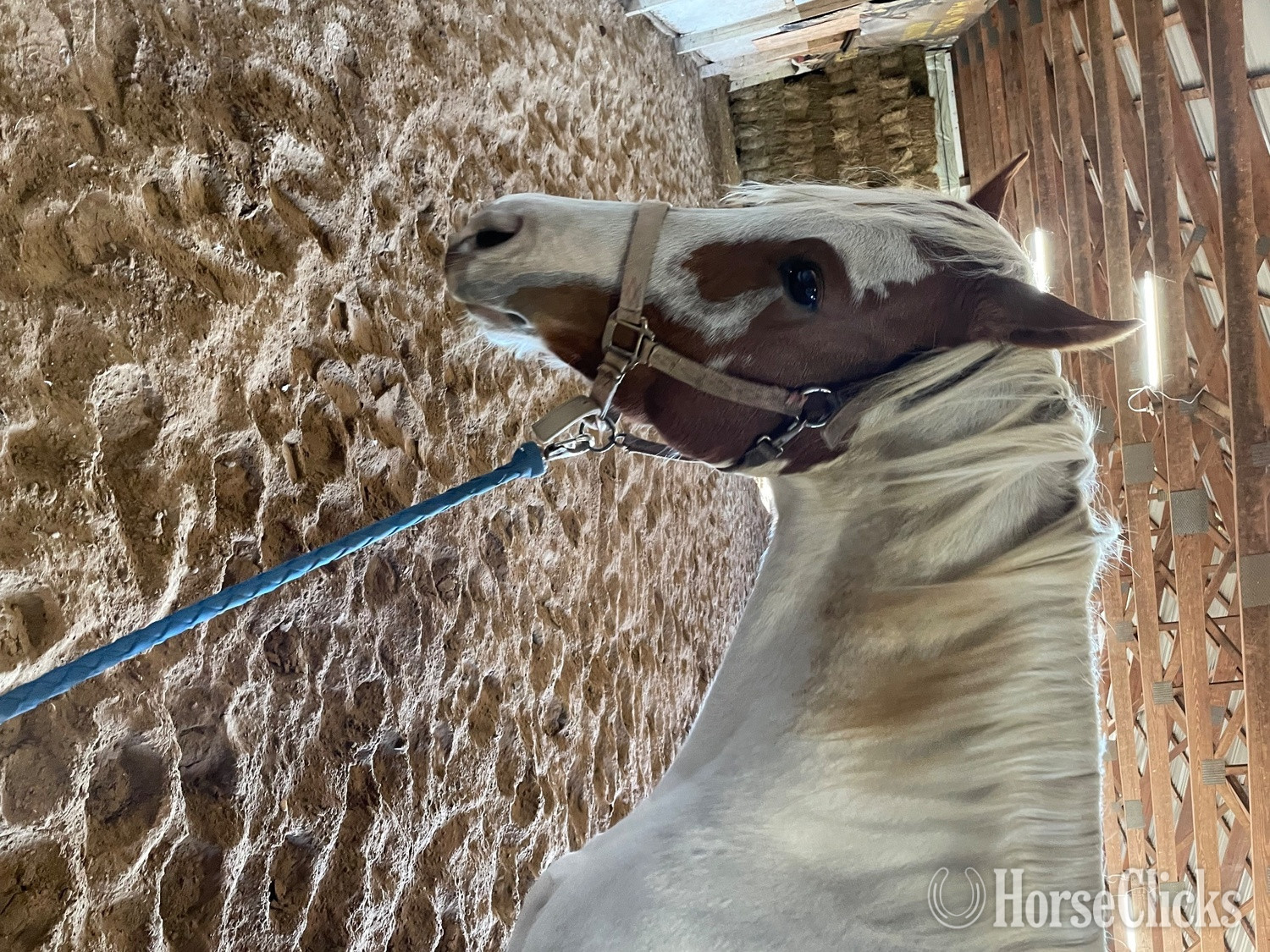Paint - "Cowboy" Tabiano Gelding Paint