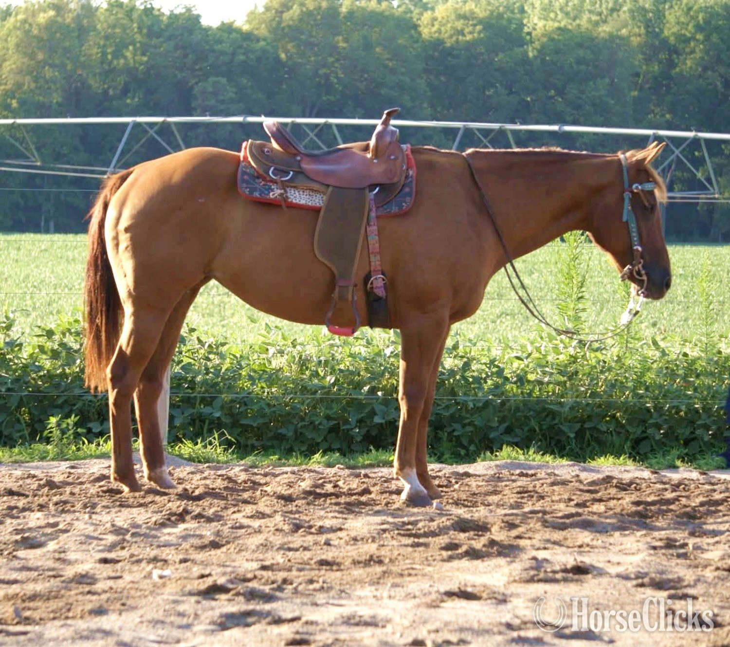 "TANSY" Sorrel Mare Quarter Horse in Indiana