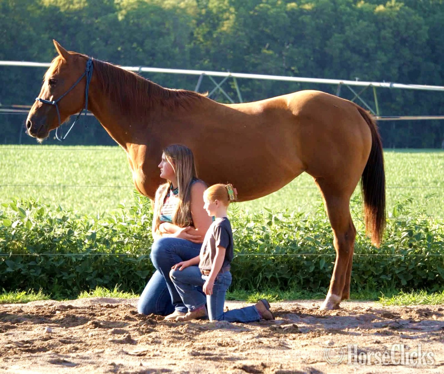 "TANSY" Sorrel Mare Quarter Horse - Quarter Horse