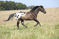 Appaloosa Horse Breed