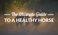 Horse Health Care (The Ultimate Guide)