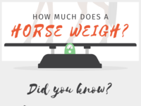 How Much Does a Horse Weigh?