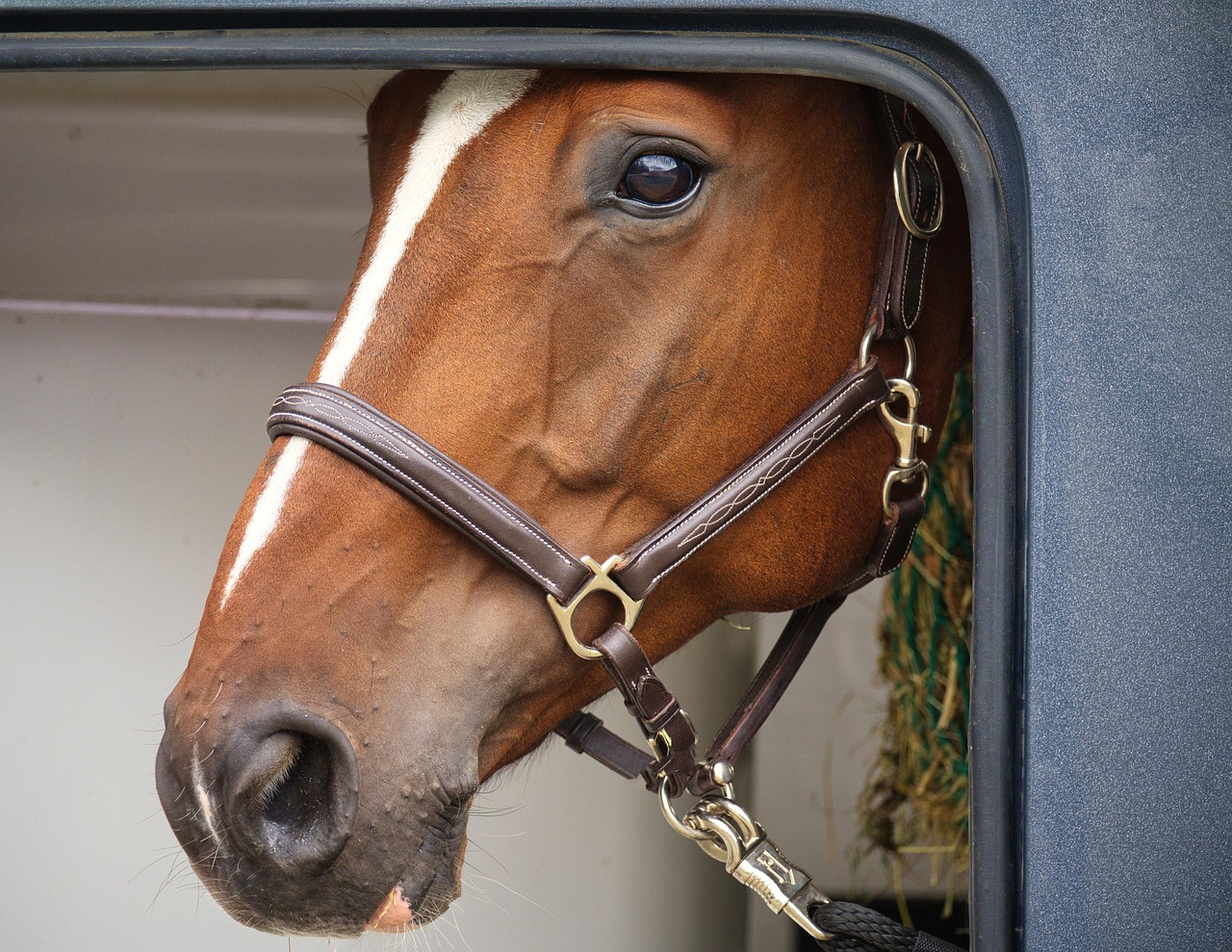 Horses Trailers for Sale Under $5,000