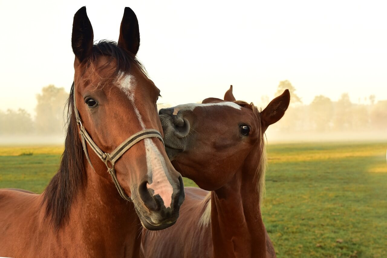 Dressage Horses for Sale Under $10,000