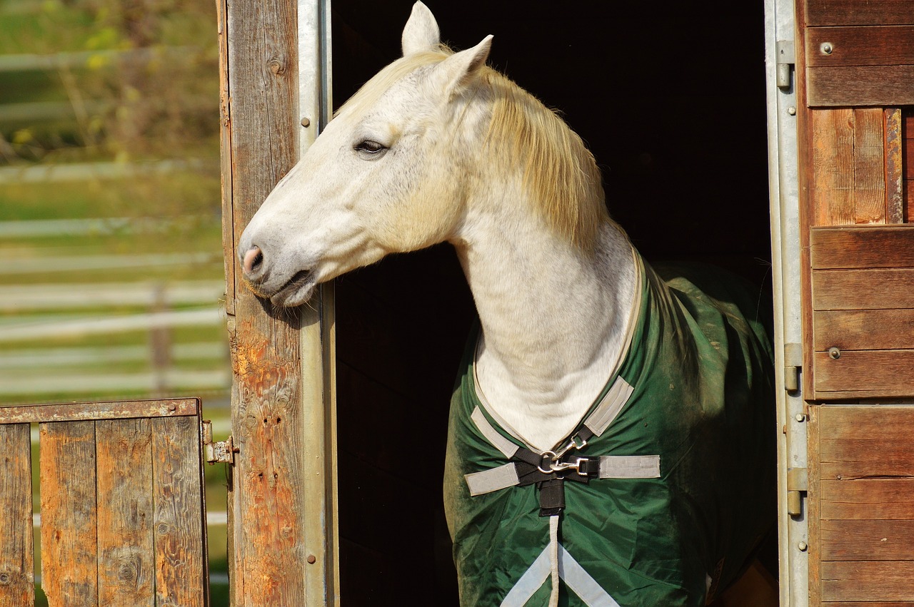 Horses for Sale Under $1,000