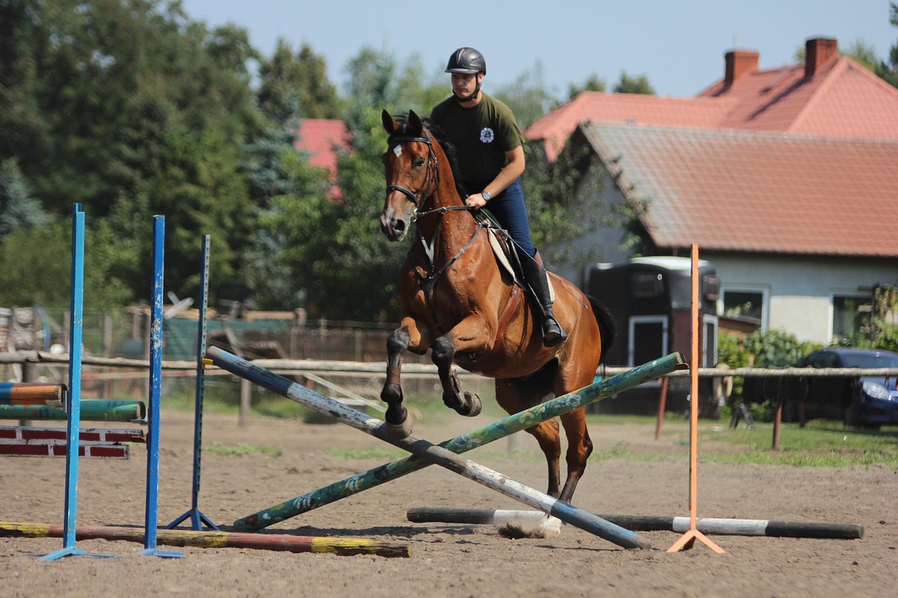 Jumping Horses for Sale Under $5,000