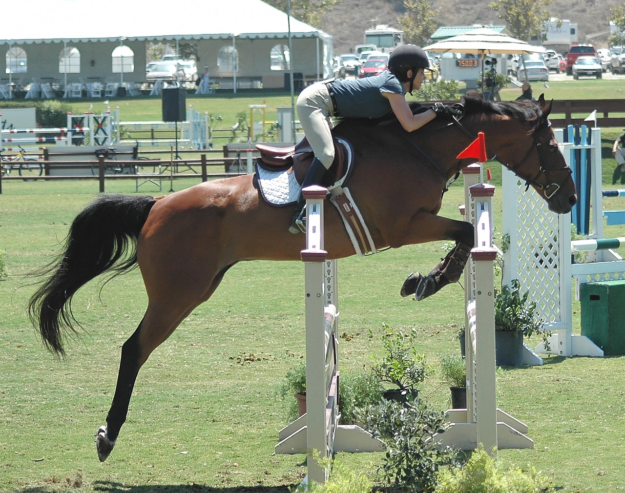 Hunter Jumper Horses for Sale Under $10,000