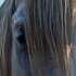 soulhorsesllc