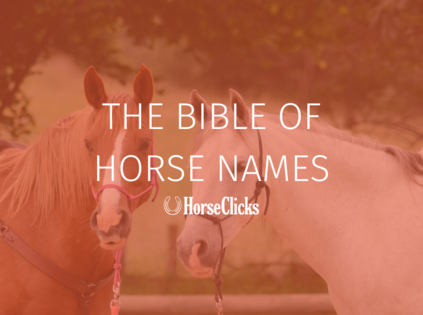 The Bible of Horse Names | HorseClicks The Bible of Horse Names | HorseClicks
